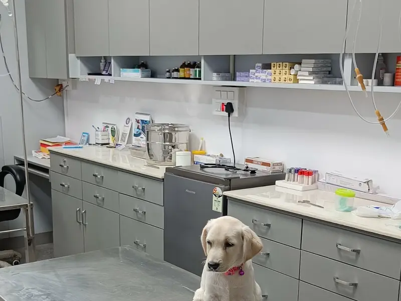 VetCare Pet Clinic, photo 2