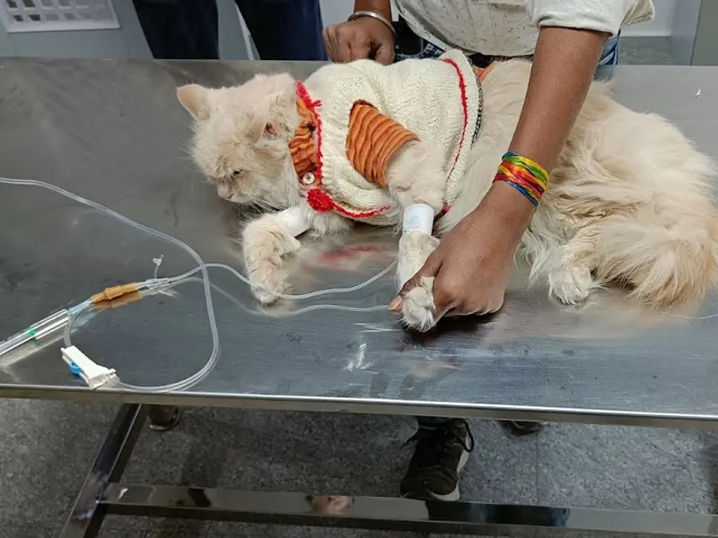 VetCare Pet Clinic, photo 3
