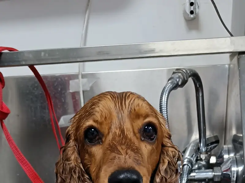 VetCare Pet Clinic, photo 4