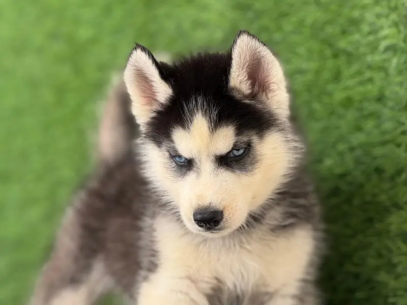 A to Z Dogs Puppies available, photo 2
