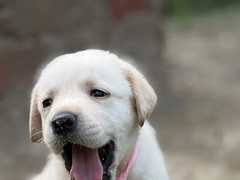 A to Z Dogs Puppies available, photo 3