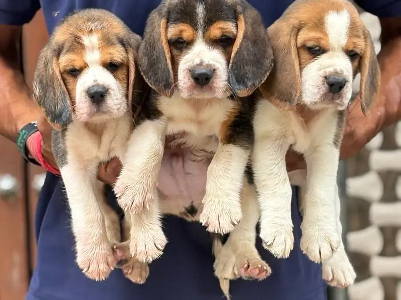 A to Z Dogs Puppies available, photo 4