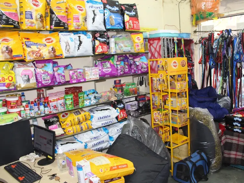 KK PET SHOP Near by | Delhi NCR | Dog Kennel | Puppy for sale | Labrador | German shepherd | All breeds, photo 2