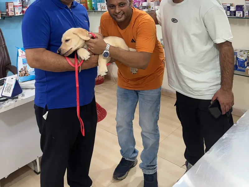 KK PET SHOP Near by | Delhi NCR | Dog Kennel | Puppy for sale | Labrador | German shepherd | All breeds, photo 4