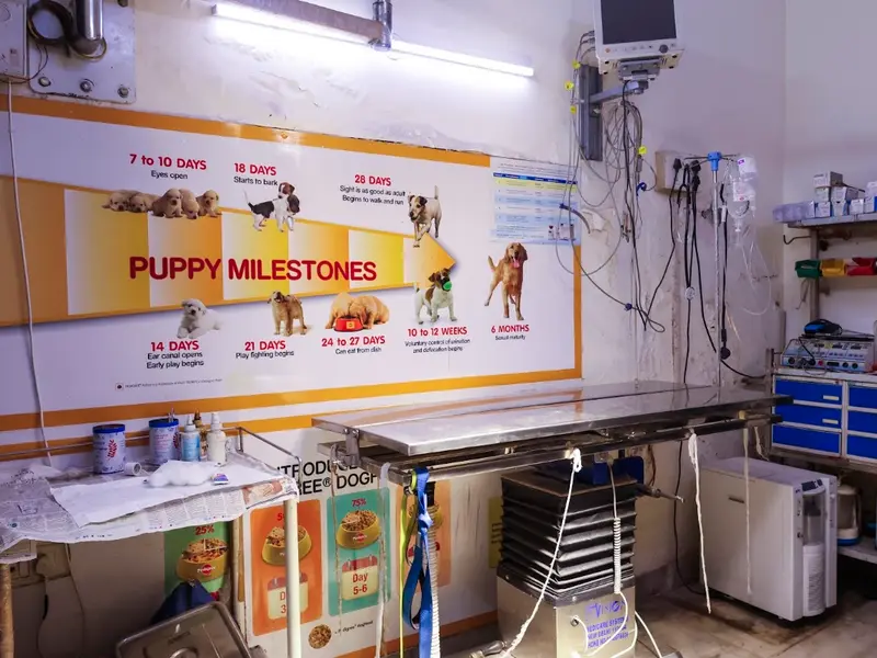 New Life Pet Clinic, photo 5