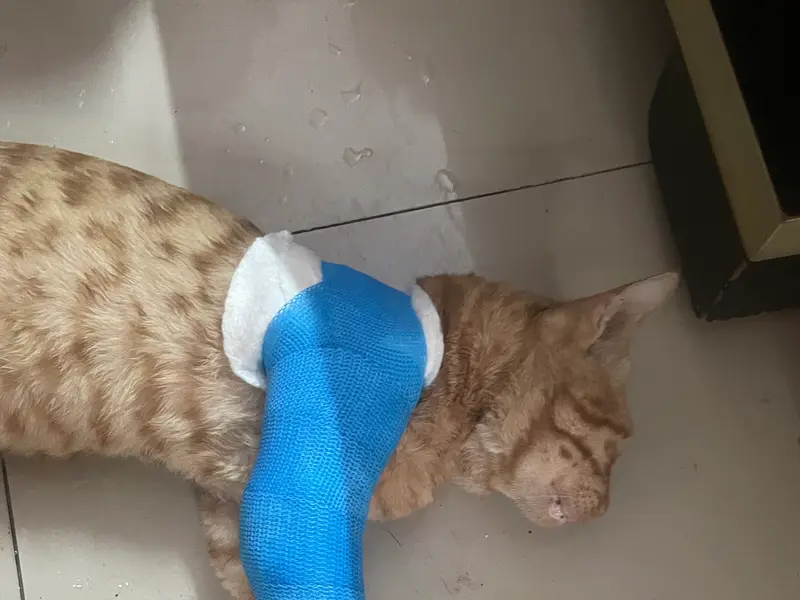 The City Vet Clinic, photo 4