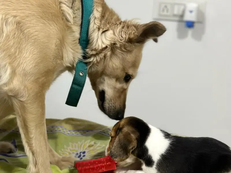 The City Vet Clinic, photo 5