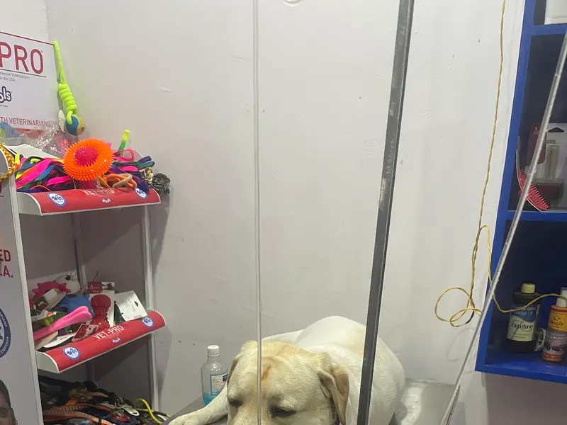 The City Vet Clinic