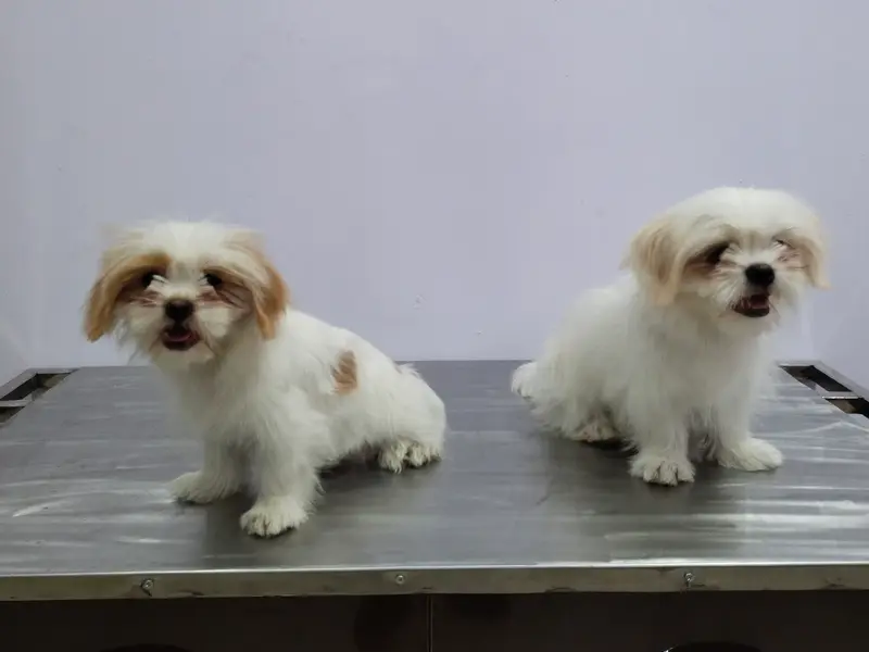 VITAL PET CLINIC, photo 2