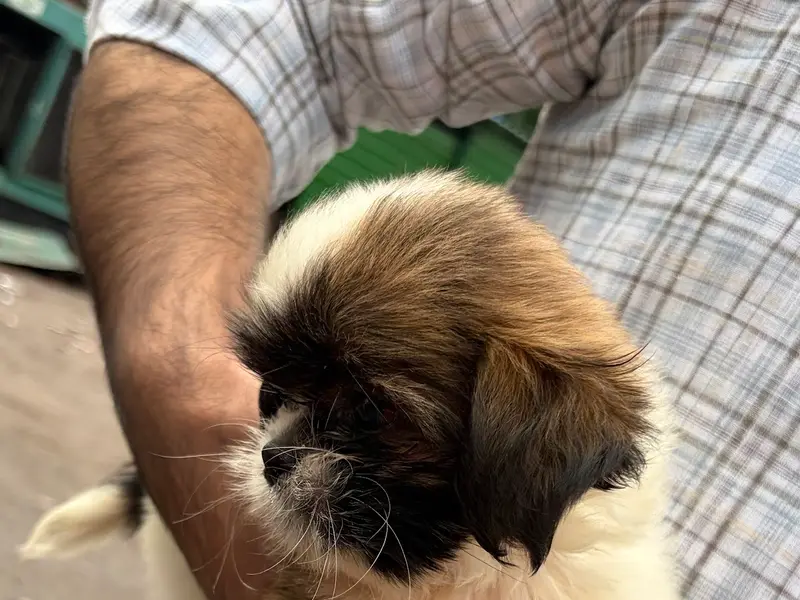 Bansal pet.s world, photo 2