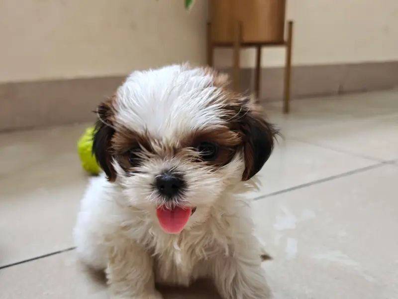 Bansal pet.s world, photo 4