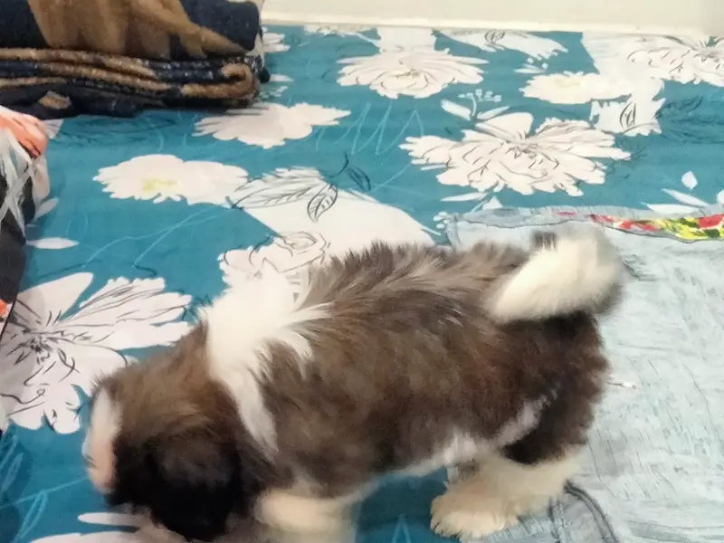 Bansal pet.s world, photo 5