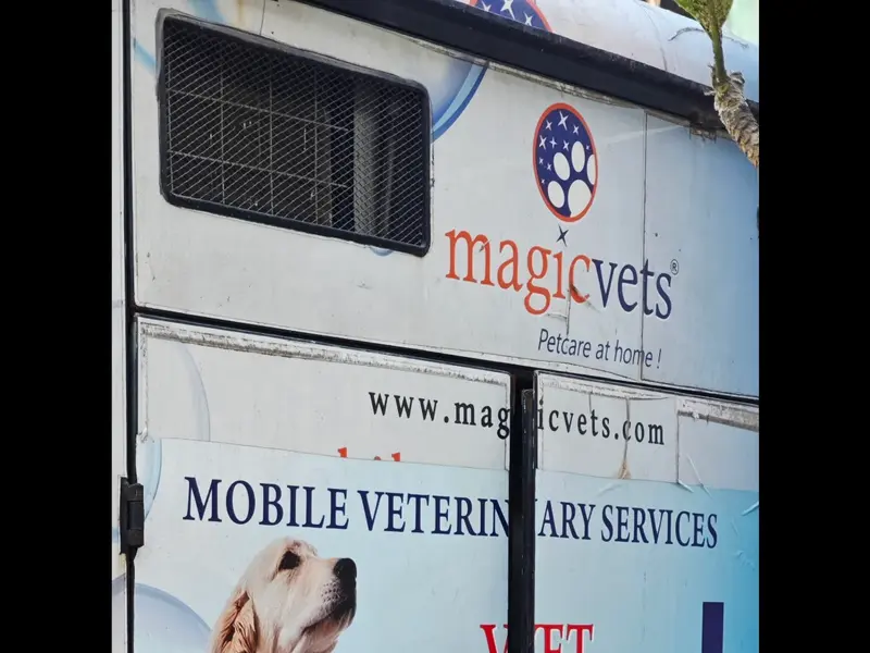 Magicvets, photo 4