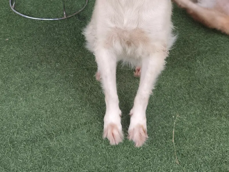 Shom Pet Care, photo 2