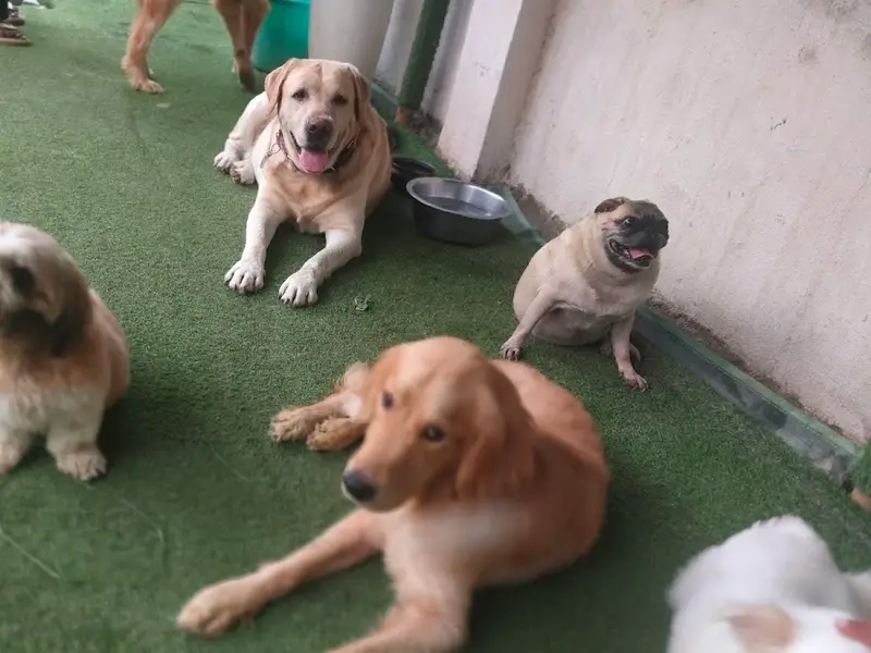 Shom Pet Care, photo 5