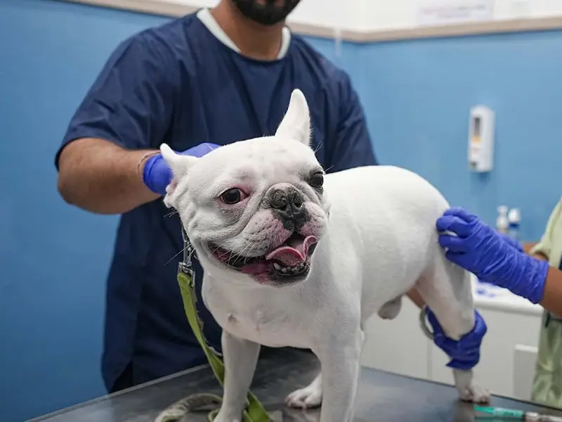 Vetic Pet Clinic Noida Sector 20, photo 4