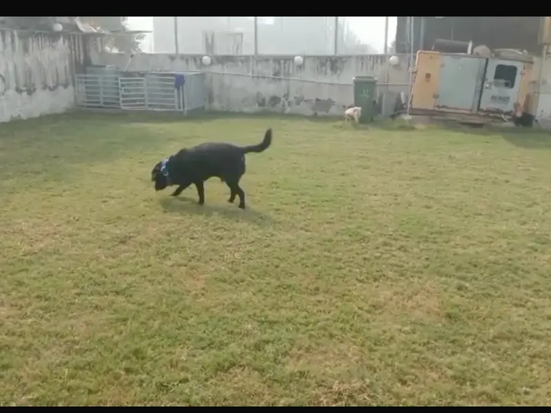 Furry Tails the pet's paradise, photo 3