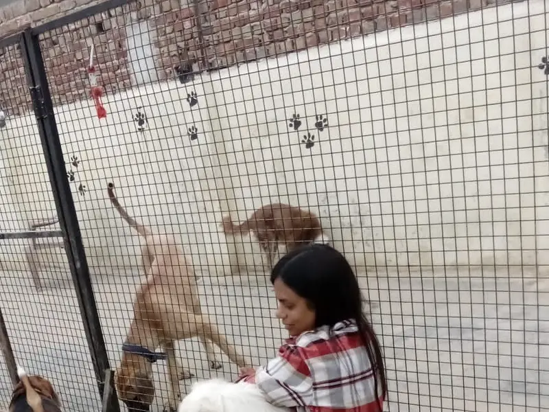 HappyPooches, photo 5