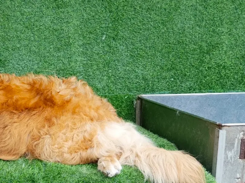 Just For Dogs, photo 2