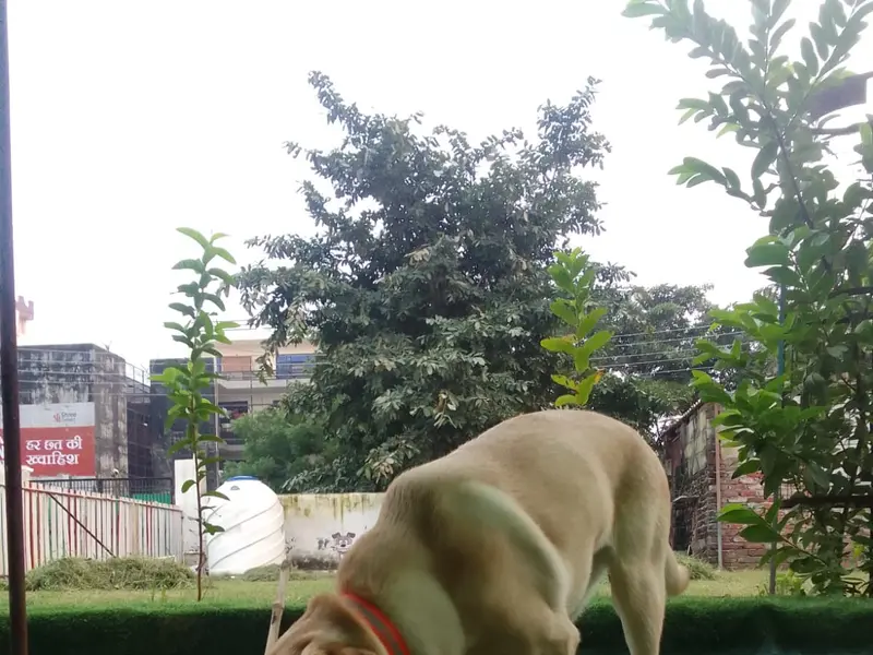 Just For Dogs, photo 3