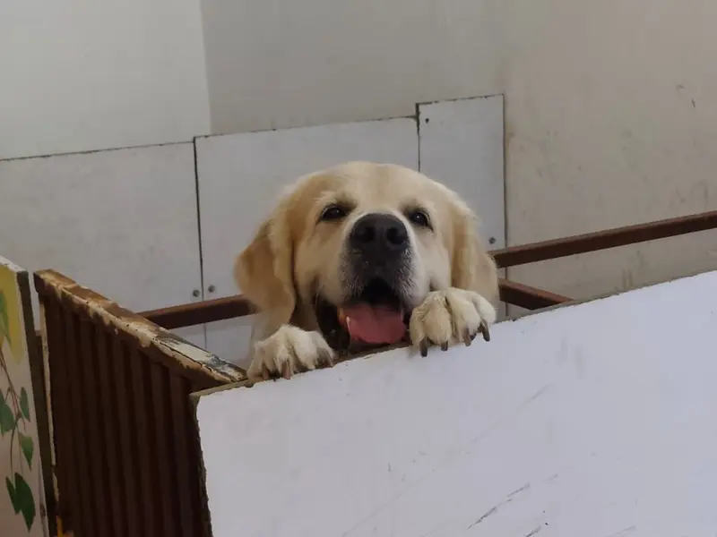 Just For Dogs, photo 5