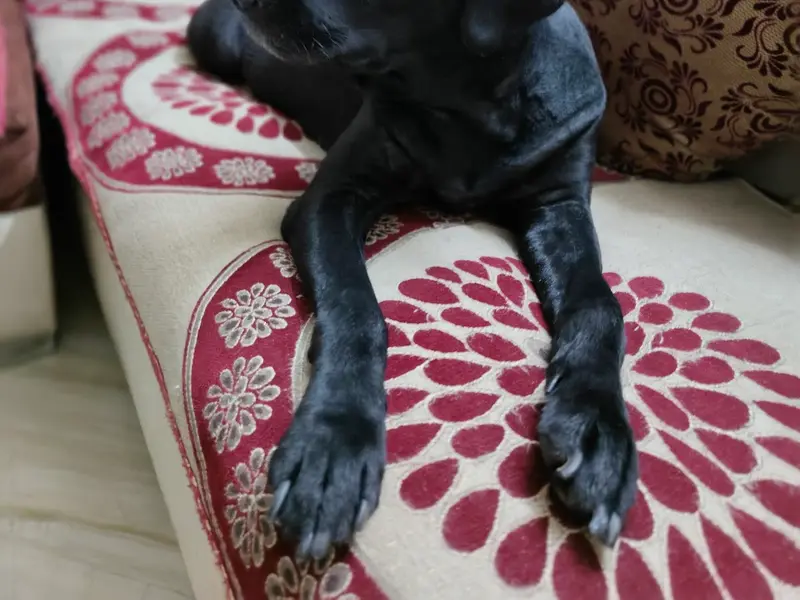 Patmypets, photo 4