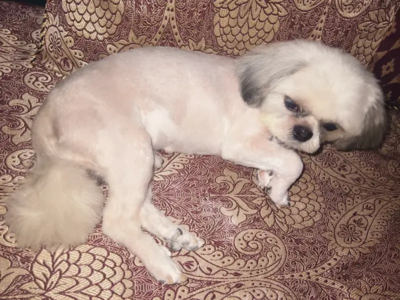 Patmypets, photo 5