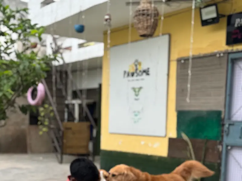 Pawsome pet services, photo 3