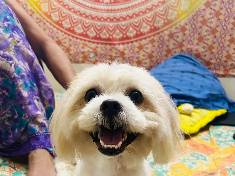 Pettik (Pet Grooming Service near me), photo 2