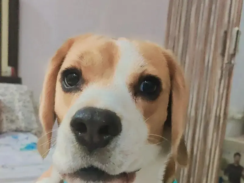 Pettik (Pet Grooming Service near me), photo 3