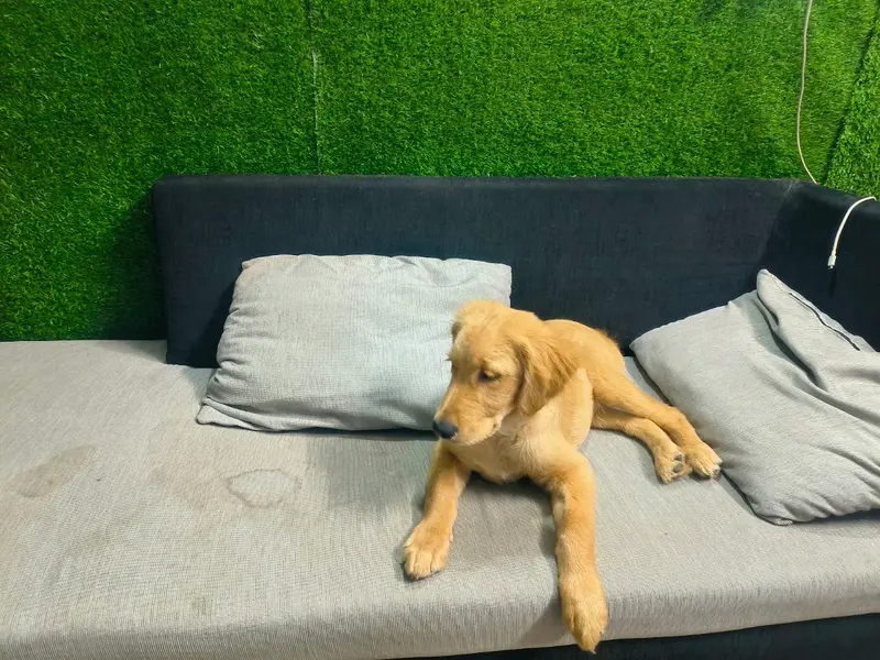 Pettik (Pet Grooming Service near me), photo 4