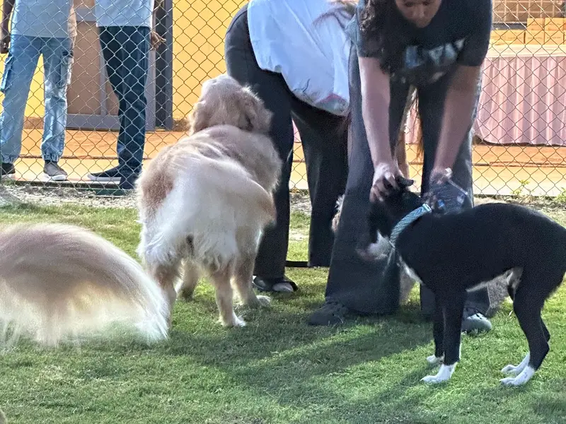 Poochkins - Dog boarding Noida, photo 2