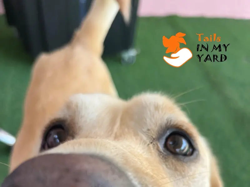 Tails In My Yard, photo 5