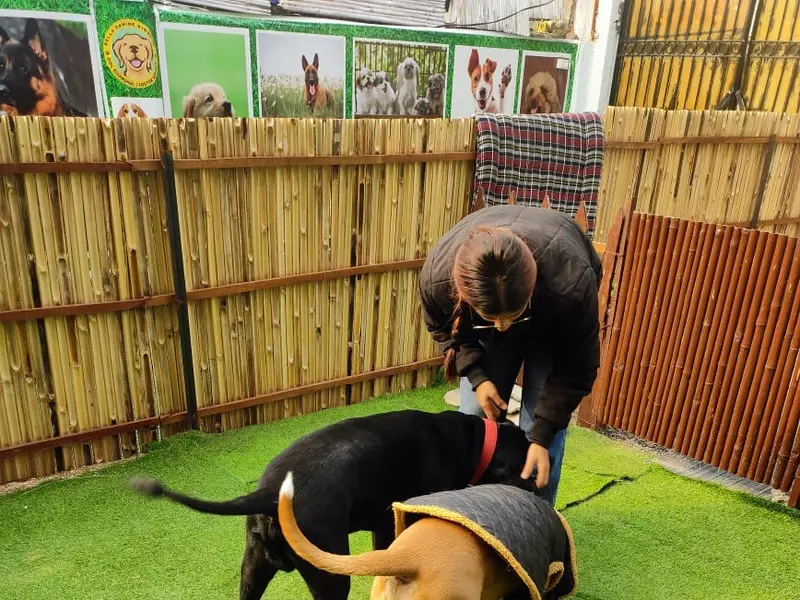 Bella Canine Kingdom, photo 3