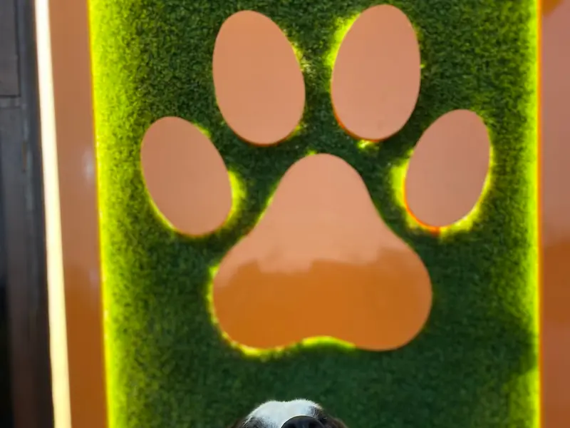 Furry Amigos pet boarding || Shop || pet spa, photo 2