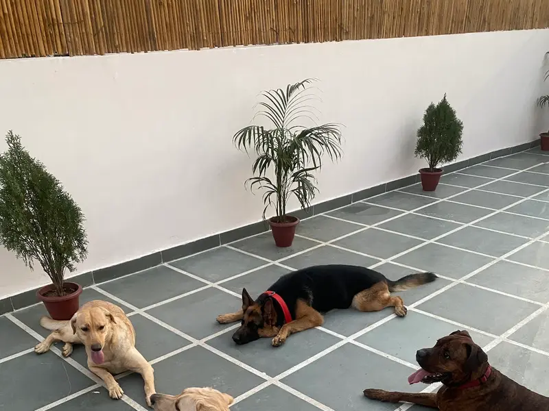 Furry Amigos pet boarding || Shop || pet spa, photo 3
