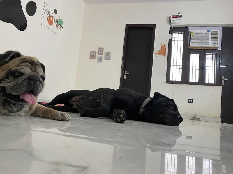 Furry Amigos pet boarding || Shop || pet spa, photo 4