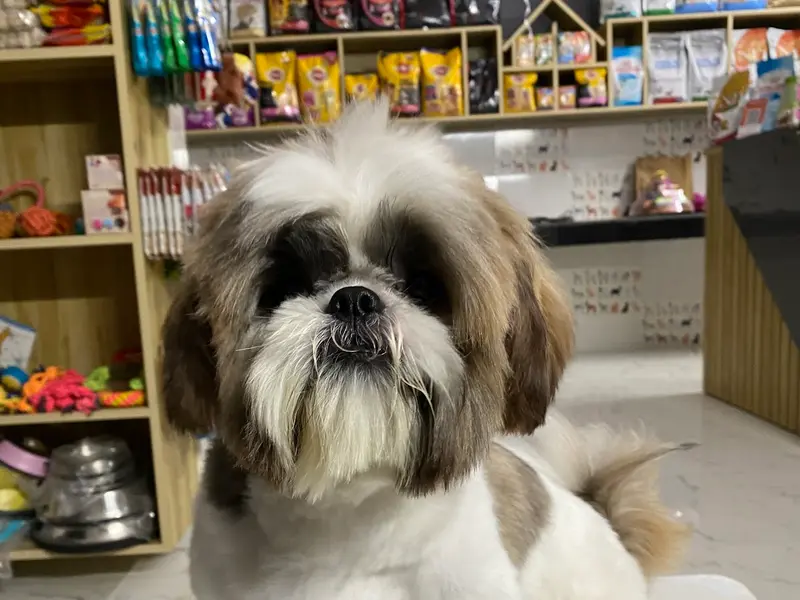 Furry Amigos pet boarding || Shop || pet spa