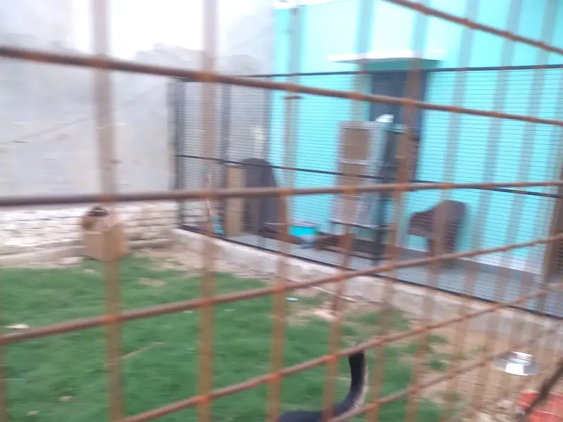 Mutt Polish Pet Clinic & Boarding House, photo 2