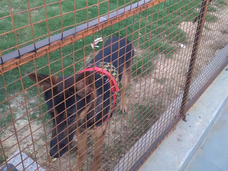 Mutt Polish Pet Clinic & Boarding House, photo 3