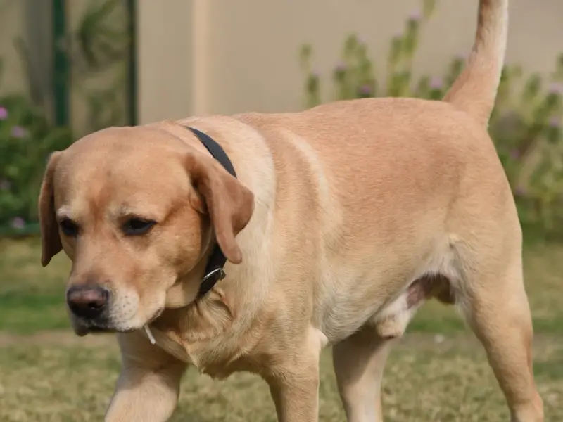 Mutt Polish Pet Clinic & Boarding House, photo 5