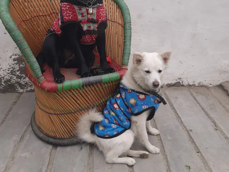 Pawwws Boarding, photo 5