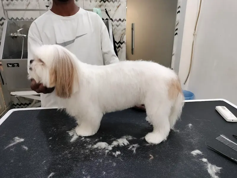 Style N Dogz in Noida (Pet Grooming & Academy), photo 2