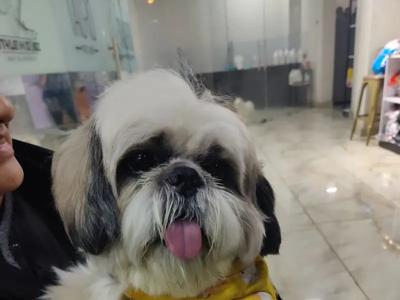 Style N Dogz in Noida (Pet Grooming & Academy), photo 3