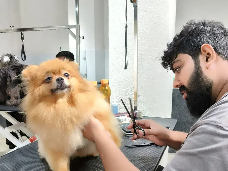 Style N Dogz in Noida (Pet Grooming & Academy), photo 4