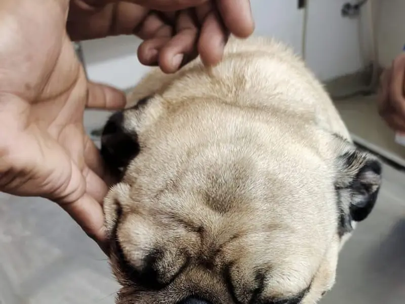 Paw Centric Pet Clinic, photo 2
