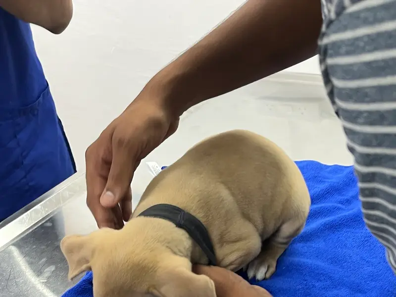 Paw Centric Pet Clinic, photo 4