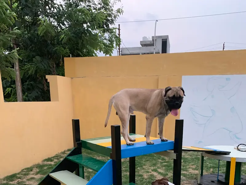Wag'N Tails, photo 2