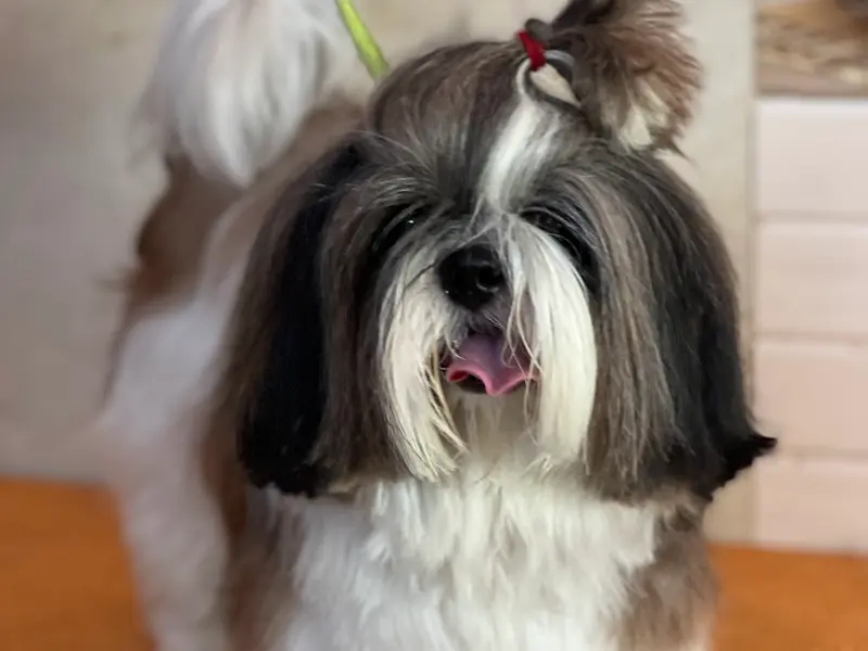 Wag'N Tails, photo 4