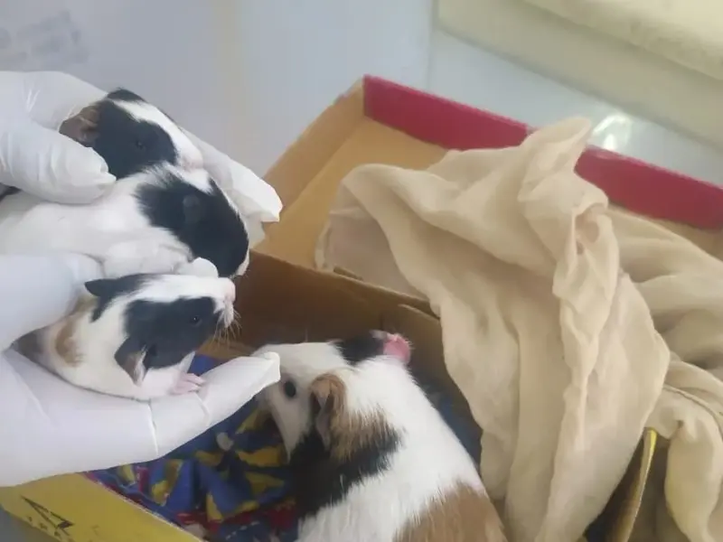 Sunshine Pet Care and Pet Clinic, photo 2